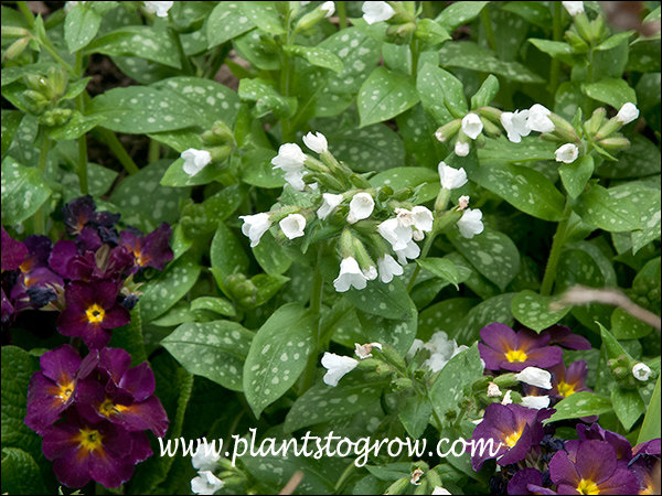 Pulmonaria Sissihghurst White growing with a purple Primula.